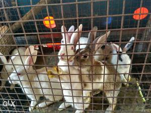 Rabbits available big and small babies for sale