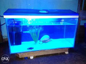 Rectangular Blue Framed Fish Tank