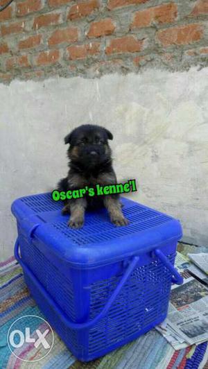 Selll show quality pupys at only oscar kennel