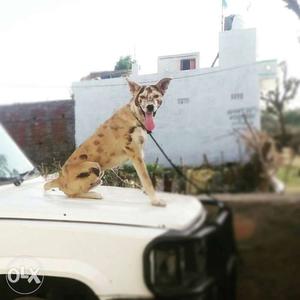 Tan Indian Pariah Dog