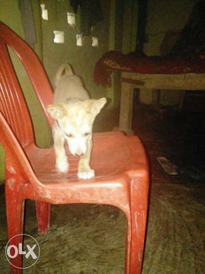 Tan Short Coated Puppy