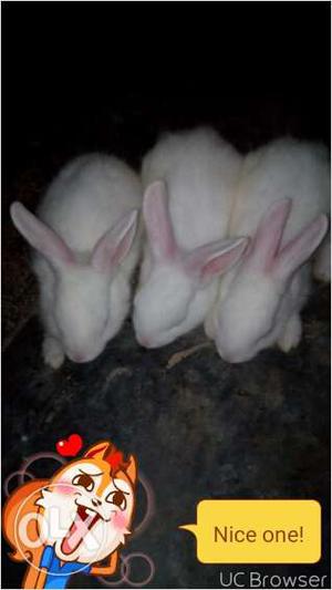 Three white rabbits for sale in srikakulam