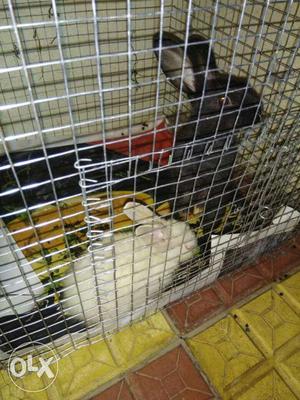 Two Black And White Rabbits In Cage