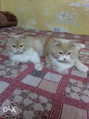 Two Brown-and-white Persian Cats