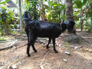 Two goat 4 month pregnant only rs