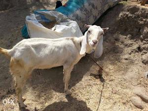 White Anglo-nubian Goat 4 pic
