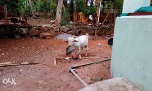 White Canadian dwarf goat.1year old.Completely