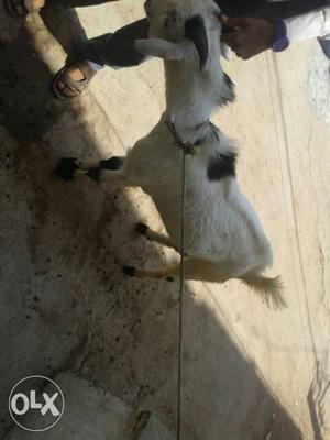 White and black patches goat