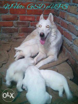 White gsd pups for sale