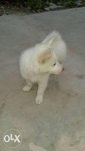 White short coated male dog