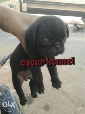 Z black pug male pupy sell and Beagle 