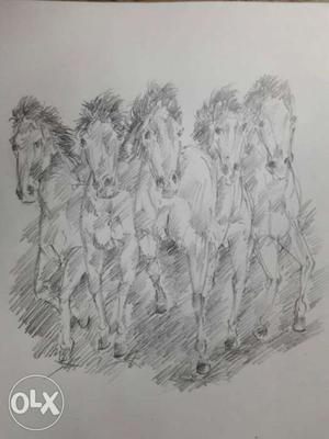 5 Horses Sketch