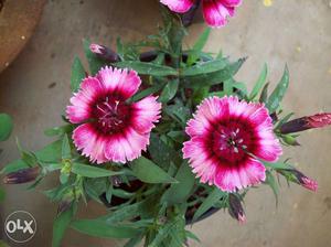Fancy Pink-and-red Flower's plants