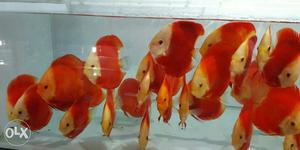 Imported discus fish available now.