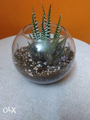 Mini plants. Terrarium.The best gift option