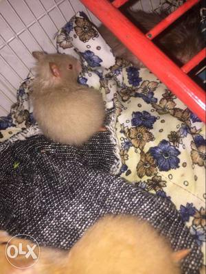 1 month grey hamsters for sale