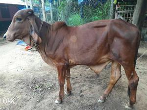 1 years old original breed gir moori