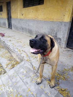 10 month old English Mastiff male for sale fawn