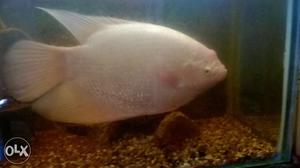 1ft 10cm albino giant gowrami with red eye