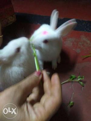 2 5months rabbit they r couple nd they r healthy