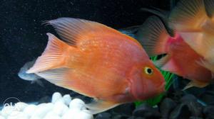 2 Beautiful and imported fish of Size 6" for sale
