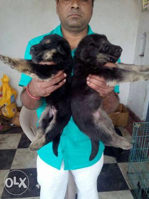 2 Black-and-tan German Shepherd Puppies