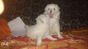 2 White Long-coated Puppies