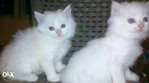2 White Persian Cat