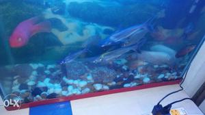 2 by 2.5 feet good condition only aquarium and