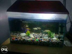 2 ft. fish tank with all accessories