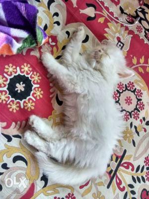 2 months old persain cat