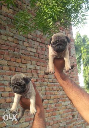 2 months old vaccinated healthy pug puppy for