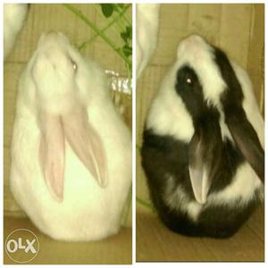 2 rabbits, 5 Months old