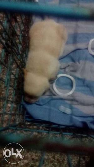 24 days old labra female puppy v active and so
