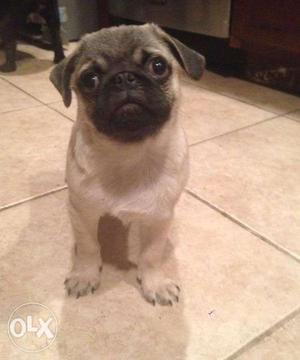 2&half months pug female puppy available