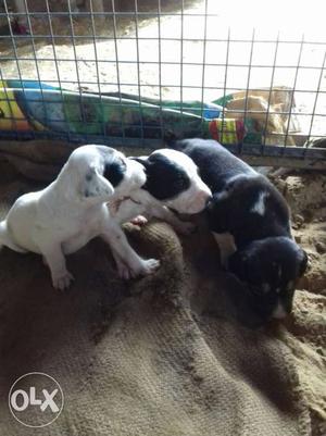 3 Black And White Puppies