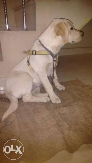 3 month old original LABRADOR female with