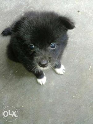3 push coated pomerian puppy available Price