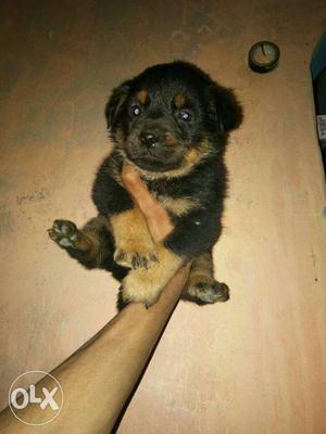 30 days old female rott pup in very low price