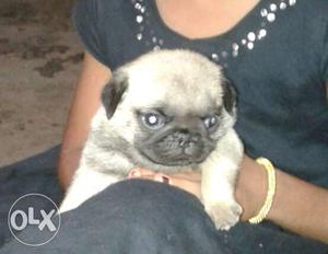 30 days old, very Healthy male pug puppy for sale at Rs.