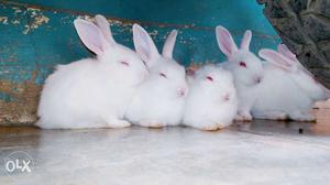 4 female cute white baby rabits.. One month old..
