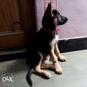 4 months old healthy and active German shepherd