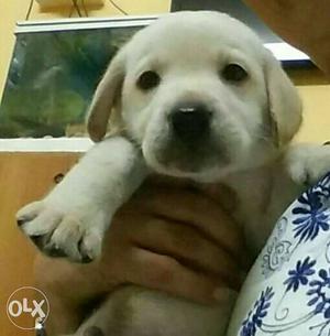 40 days cute lab puppy sell with food and medi. with doc