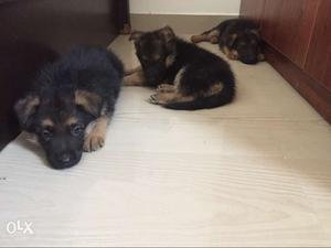 40 days old high quality German Shepherd pups male
