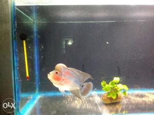 6 inch+ super red dragon flowerhorn for rs 