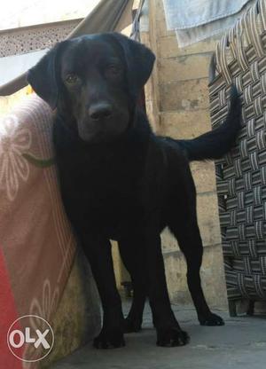 6 months lab male for sale an exchange with pug