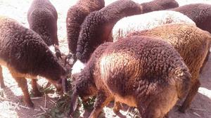 6+ sheep for sale 300Rs/1Kg More details please contact me