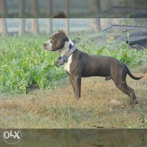 7 mnth male dog sale only no xchnge american bully
