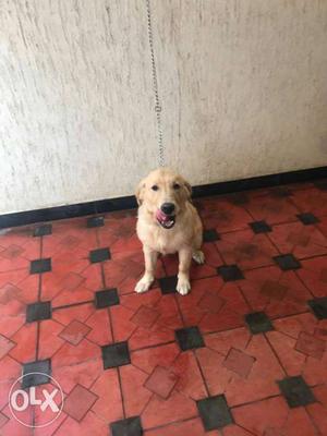 7 month old male golden retriever for sale