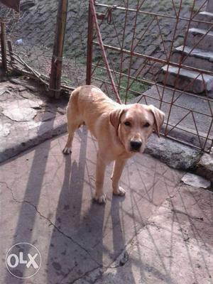 9 months lab dog plz urgent reply plz